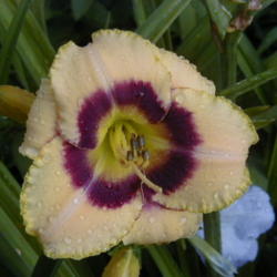 
Date: 2000-06-24
Image courtesy of Archway Daylily Gardens Used with permission