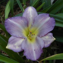 
Date: 2000-06-19
Image courtesy of Archway Daylily Gardens Used with permission