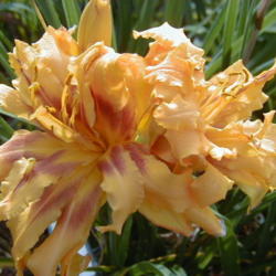 
Date: 4000-01-13
Image courtesy of Archway Daylily Gardens Used with permission