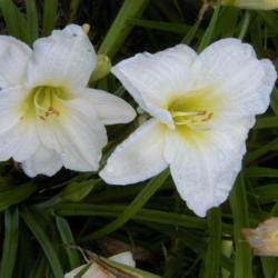 
Date: 1999-07-01
Image courtesy of Archway Daylily Gardens Used with permission