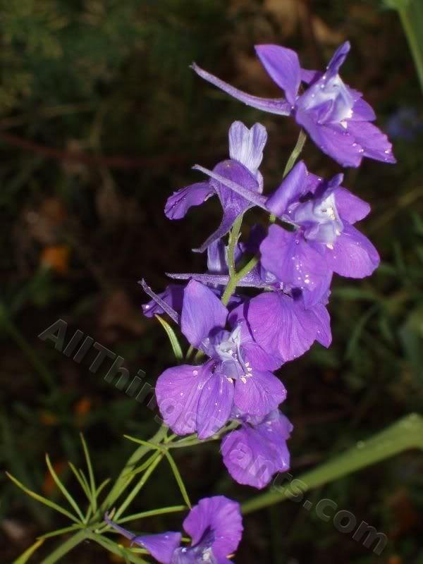 Photo of Larkspur (Consolida ajacis) uploaded by Joy