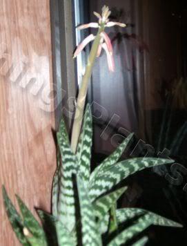 Photo of Partridge Breast Aloe (Gonialoe variegata) uploaded by Joy