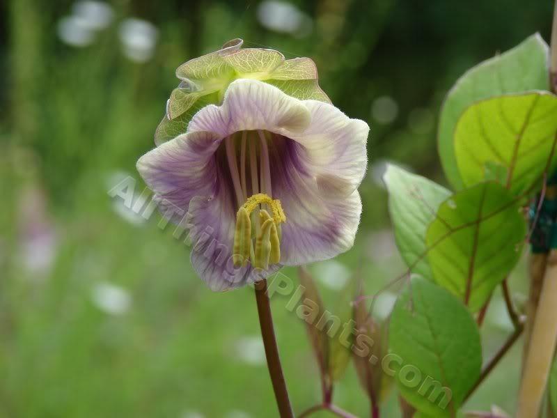 Photo of Cup and Saucer Vine (Cobaea scandens) uploaded by Joy