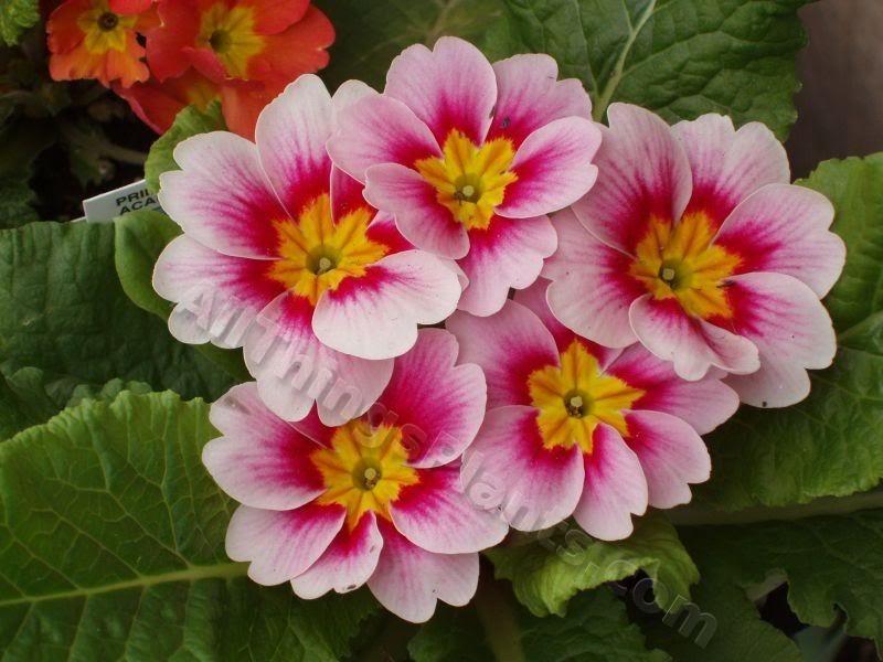 Photo of English Primrose (Primula vulgaris subsp. vulgaris) uploaded by Joy