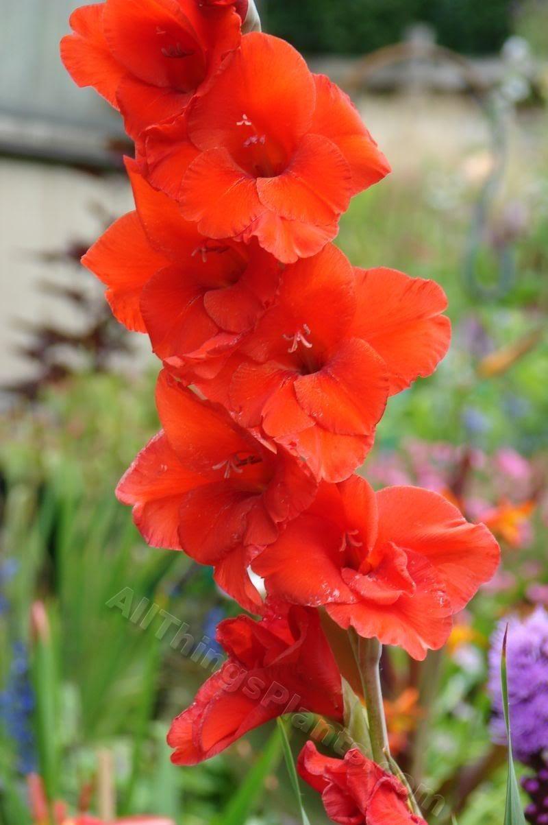 Photo of Gladiola (Gladiolus) uploaded by Joy