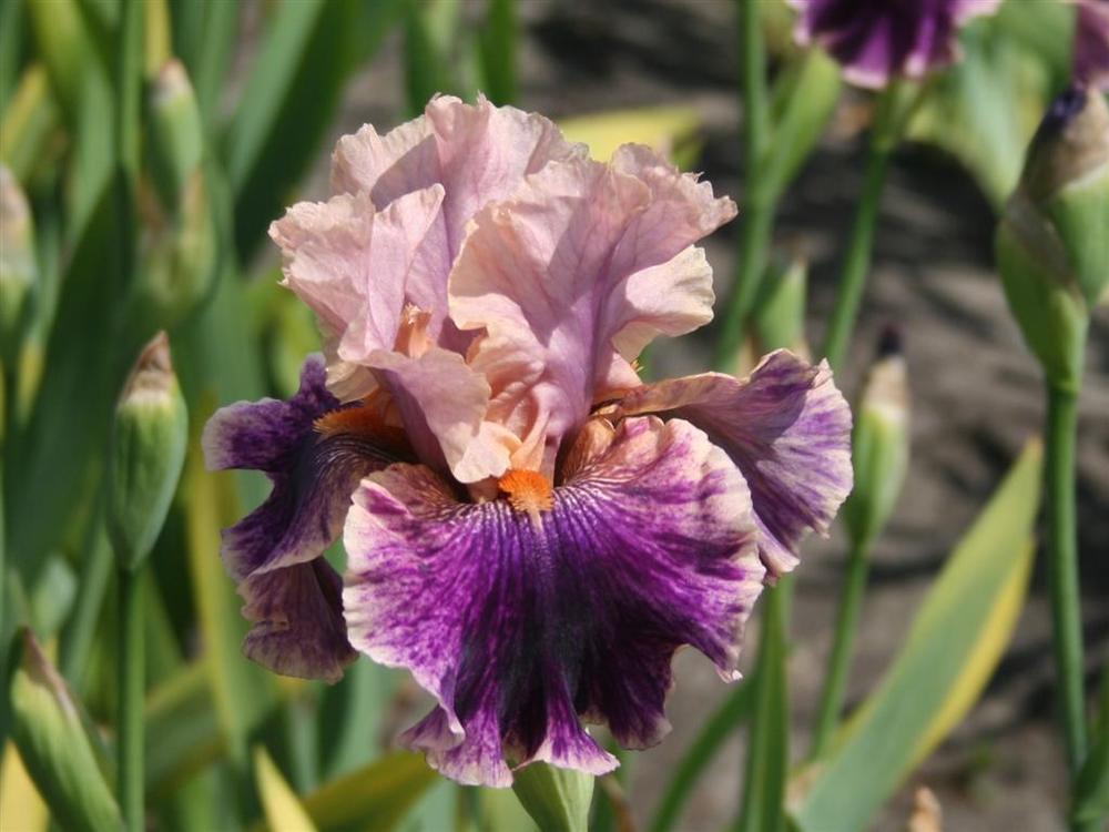 Photo of Tall Bearded Iris (Iris 'Claim to Fame') uploaded by KentPfeiffer