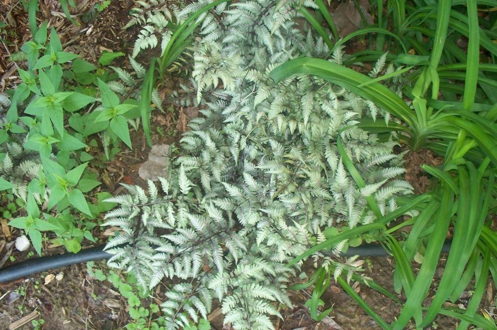 Photo of Japanese Painted Fern (Anisocampium niponicum) uploaded by Sharon