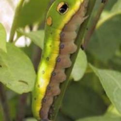 
plant is host for Spicebush butterfly larva -- photo courtesy of 