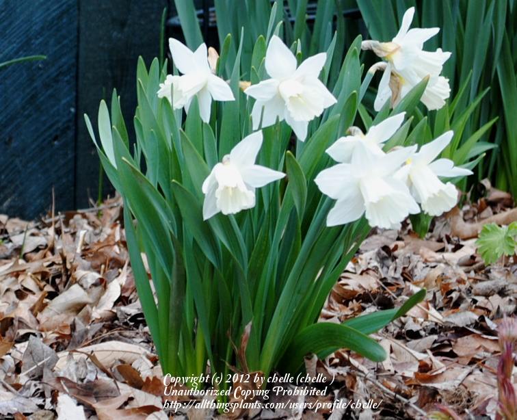 Photo of Trumpet Daffodil (Narcissus 'Mount Hood') uploaded by chelle