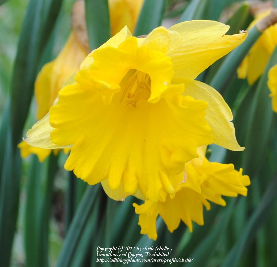 Photo of Trumpet Daffodil (Narcissus 'Dutch Master') uploaded by chelle