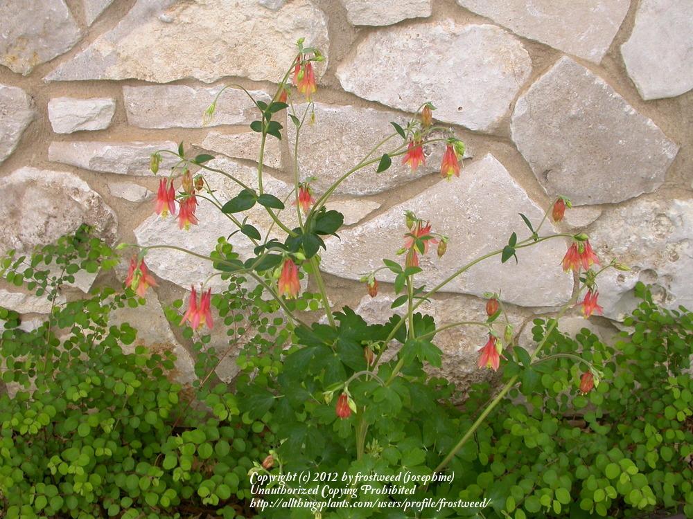 Photo of Eastern Red Columbine (Aquilegia canadensis) uploaded by frostweed