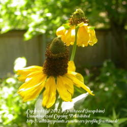 Location: My yard in Arlington, Texas.
Date: Summer 2010
This flower has very few petals.