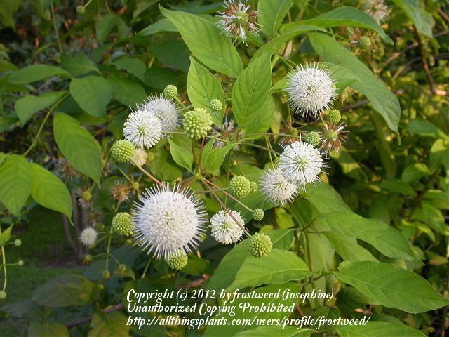 Photo of Buttonbush (Cephalanthus occidentalis) uploaded by frostweed