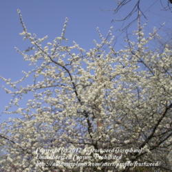 Location: My yard in Arlington, Texas.
Date: Spring 2010
This tree is gorgeous in the spring.