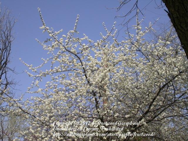 Photo of Mexican Plum (Prunus mexicana) uploaded by frostweed