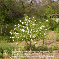 Location: Molly Hollar Wildscape Arlington, Texas.
Date: Spring 2010
Blooming while very small.