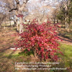 Location: Molly Hollar Wildscape Arlington, Texas.
Date: Fall 2010
The little tree in the fall.