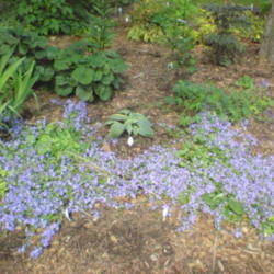 Location: Part Shade Zone 6a
Date: 2009-06-29
There are two plants here carpeting nicely.They have been known t