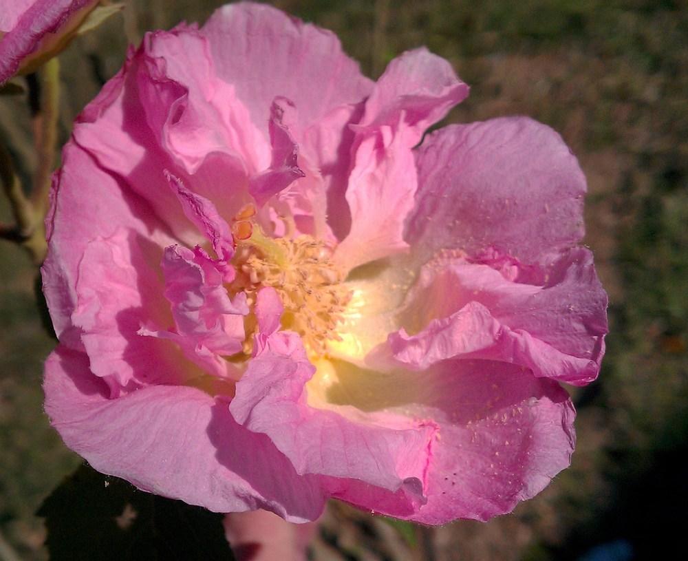 Photo of Confederate Rose (Hibiscus mutabilis) uploaded by huneybunch_2000