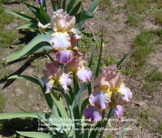 Photo of Tall Bearded Iris (Iris 'Afternoon Delight') uploaded by huneybunch_2000