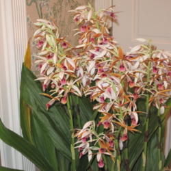 Location: DeLand, FL
Date: 2010-03-04
Phaius Tancarvilleae - Nun's Orchid