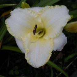 
Date: 1999-07-01
Image courtesy of Archway Daylily Gardens Used with permission