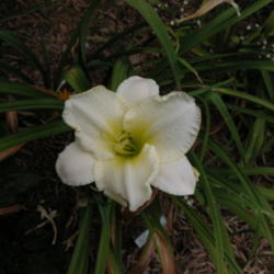 
Date: 2003-07-31
Image courtesy of Archway Daylily Gardens Used with permission