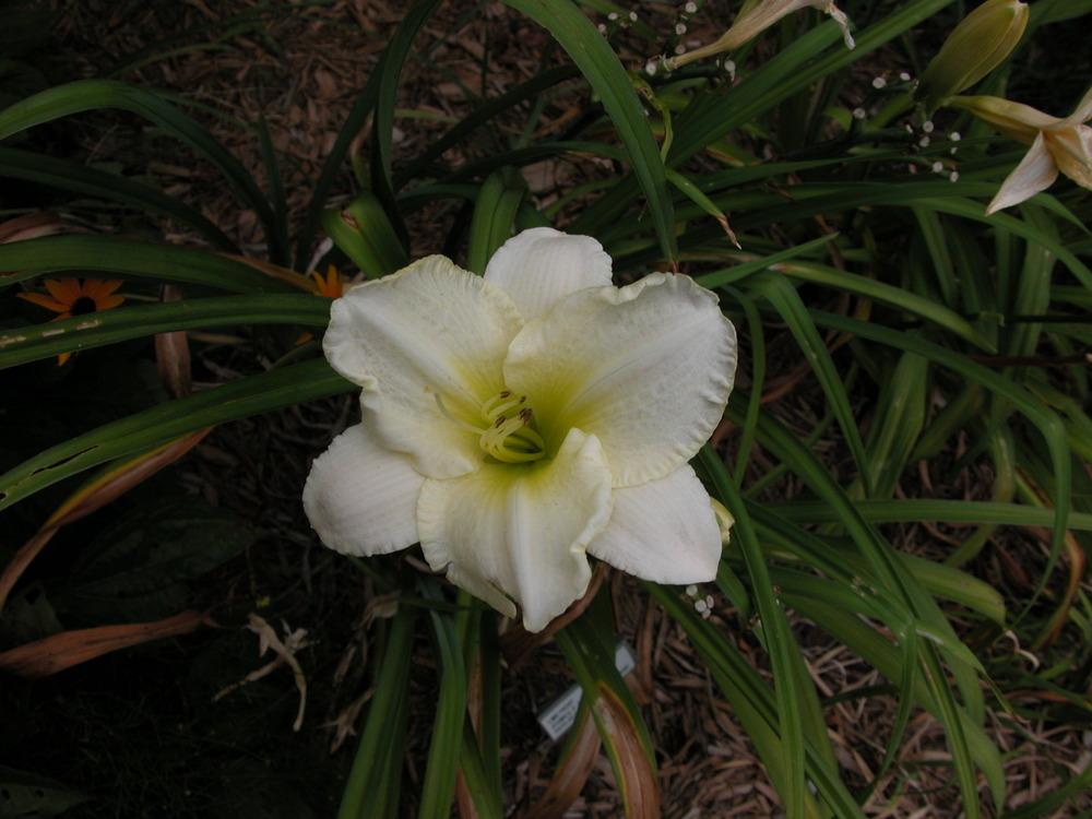 Photo of Daylily (Hemerocallis 'Lime Frost') uploaded by vic