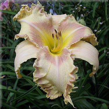 Photo of Daylily (Hemerocallis 'Bed of Nails') uploaded by vic