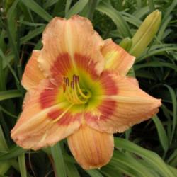 
Image courtesy of Archway Daylily Gardens Used with permission