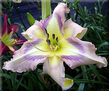 Photo of Daylily (Hemerocallis 'Awesome Appliqué') uploaded by vic