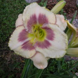 
Date: 2003-07-07
Image courtesy of Archway Daylily Gardens Used with permission