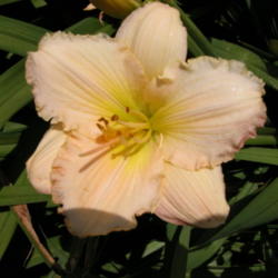 
Date: 2003-07-08
Image courtesy of Archway Daylily Gardens Used with permission