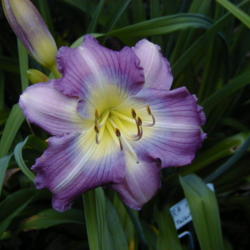 
Date: 1999-06-30
Image courtesy of Archway Daylily Gardens Used with permission