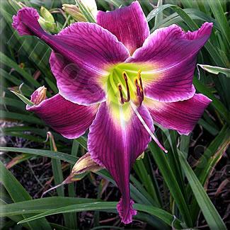 Photo of Daylily (Hemerocallis 'Mean as a Snake') uploaded by Calif_Sue