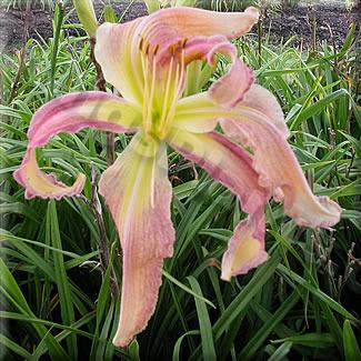 Photo of Daylily (Hemerocallis 'Lily Munster') uploaded by Calif_Sue