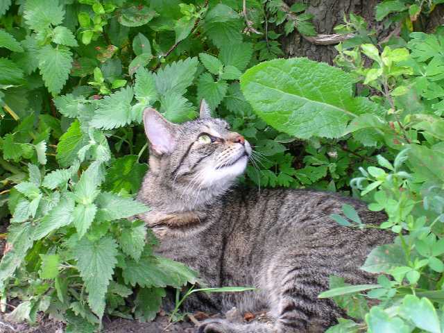 Photo of Catnip (Nepeta cataria) uploaded by Hemlady