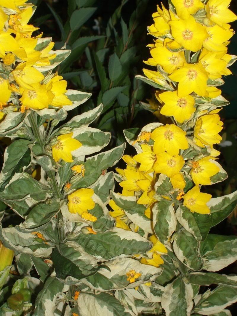 Photo of Variegated Yellow Loosestrife (Lysimachia punctata 'Alexander') uploaded by Joy