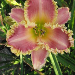 Location: Little Garden Of Big Dreams (my Yard)
Date: July 2010
Very distinctive bloom - great for front of bed color