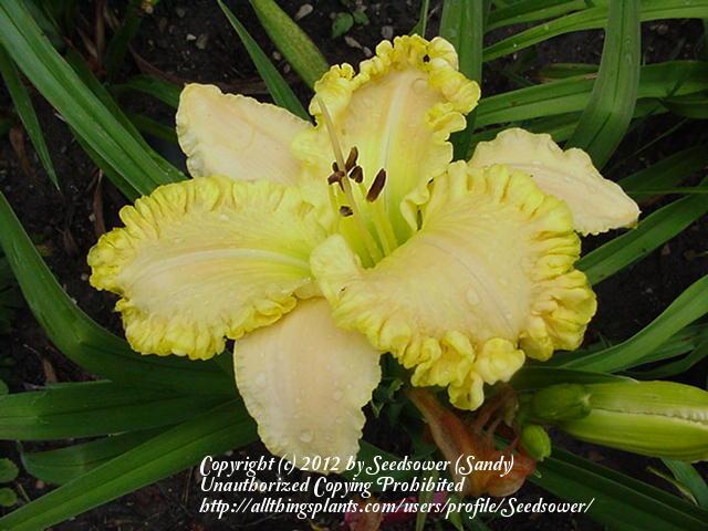 Photo of Daylily (Hemerocallis 'Drop Dead Gorgeous') uploaded by Seedsower