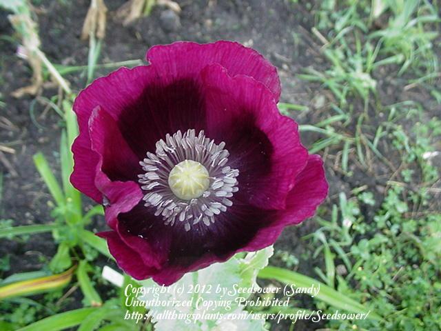 Photo of Opium Poppy (Papaver somniferum 'Lauren's Grape') uploaded by Seedsower