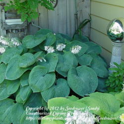 
Most awesome of hostas!