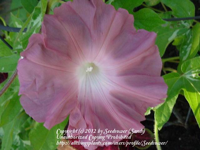 Photo of Morning Glory (Ipomoea nil 'Chocolate') uploaded by Seedsower