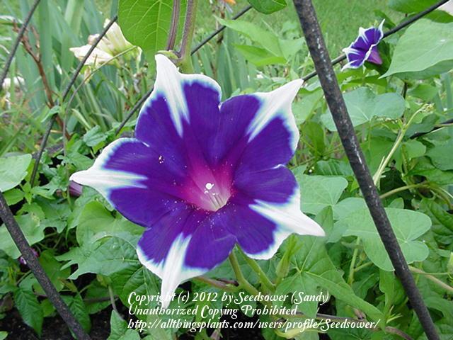 Photo of Japanese Morning Glory (Ipomoea nil 'Picotee Blue Single') uploaded by Seedsower