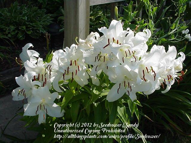 Photo of Oriental Lily (Lilium 'Casa Blanca') uploaded by Seedsower