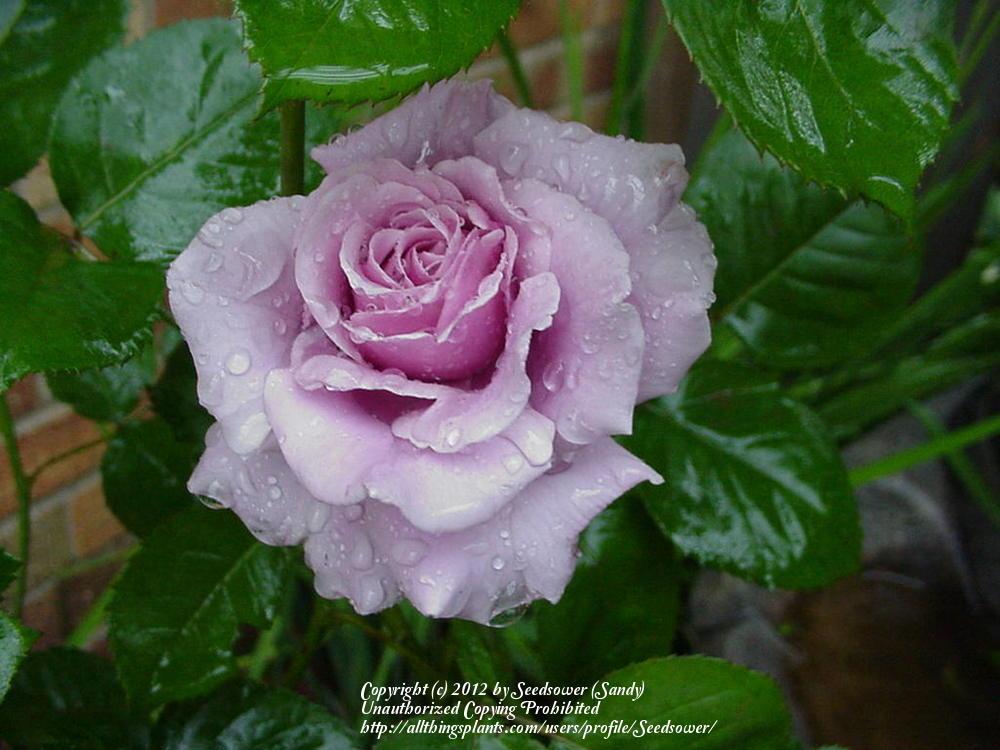 Photo of Rose (Rosa 'Sterling Silver') uploaded by Seedsower