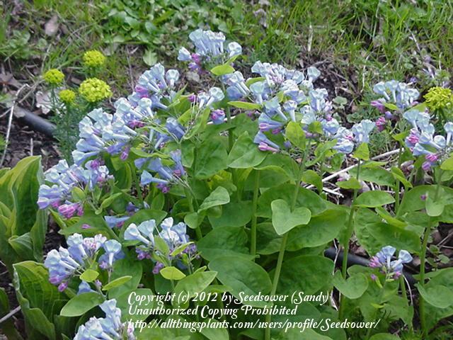 Photo of Virginia Bluebells (Mertensia virginica) uploaded by Seedsower