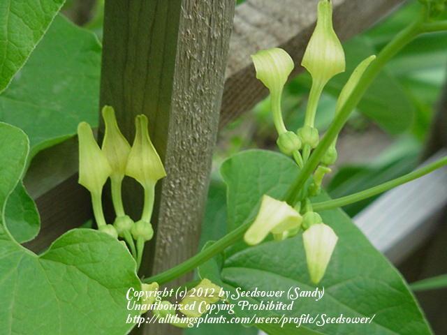 Photo of Birthwort (Aristolochia clematitis) uploaded by Seedsower