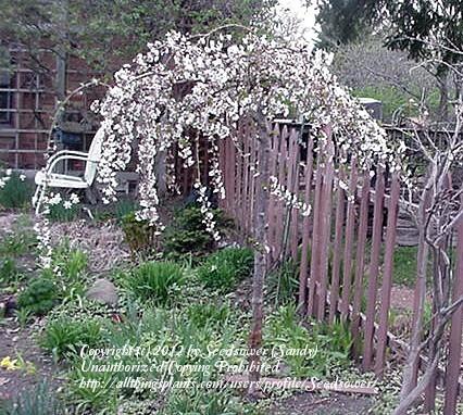 Photo of Weeping Japanese Cherry (Prunus Snow Fountains®) uploaded by Seedsower