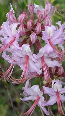 Photo of Pinxterbloom Azalea (Rhododendron periclymenoides) uploaded by SongofJoy